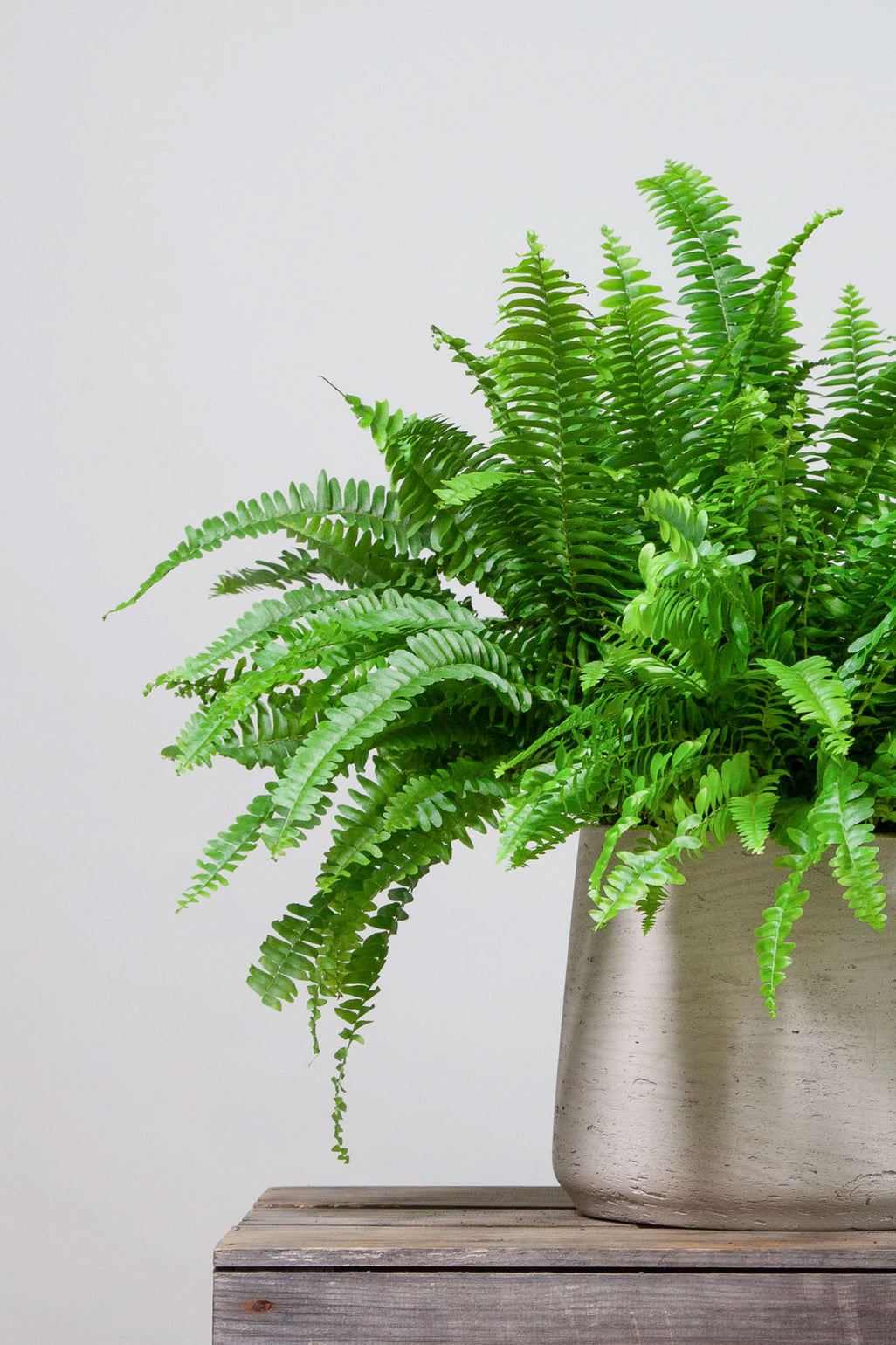 files/IndoorPlants-StudioShots13.11.2023-043.jpg